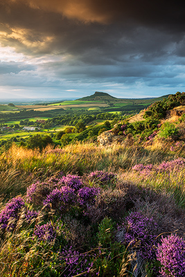 Heather In Bloom, Roseberry Topping