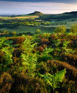 Ferns & Heather, Roseberry Topping