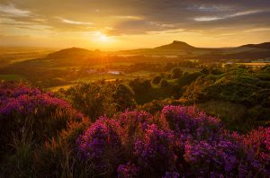 Heather in Bloom, Roseberry Topping