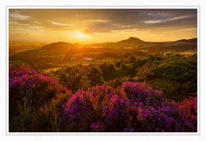 Heather in Bloom, Roseberry Topping. Winner of the LPotY Countryside is GREAT category.