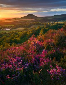 Cliff Edge, Glowing Heather