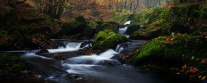 Fallen Autumn Leaves & Boulders