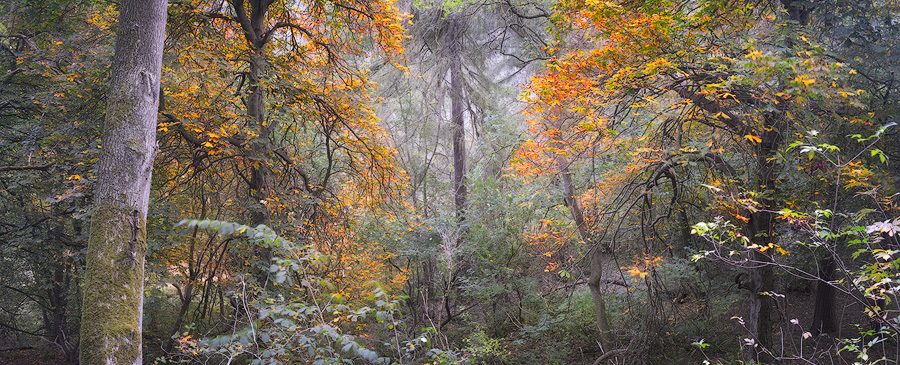 Autumnal tree panorama